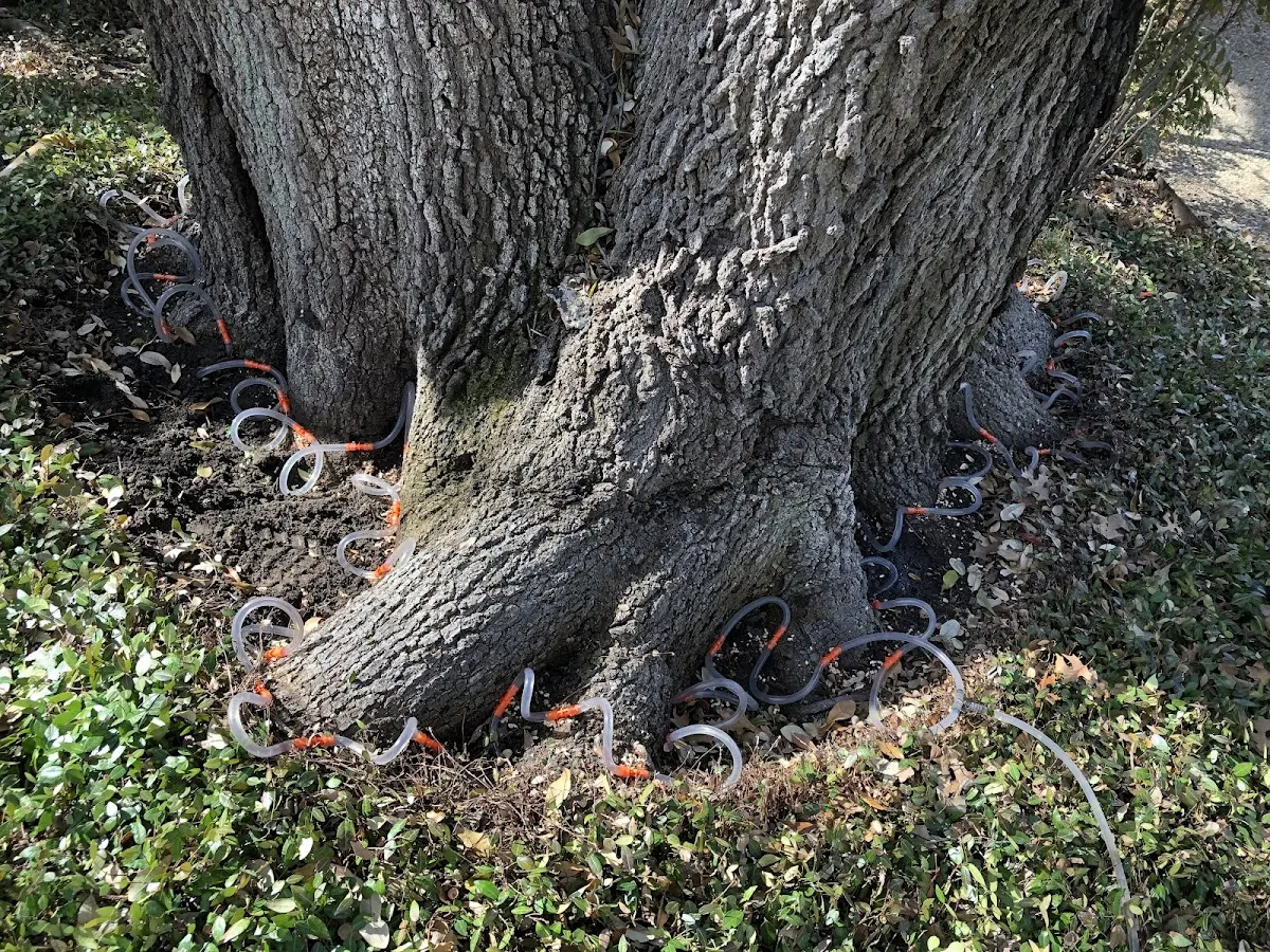 Detailed Tree Cabling and Bracing job site in Greens Farms