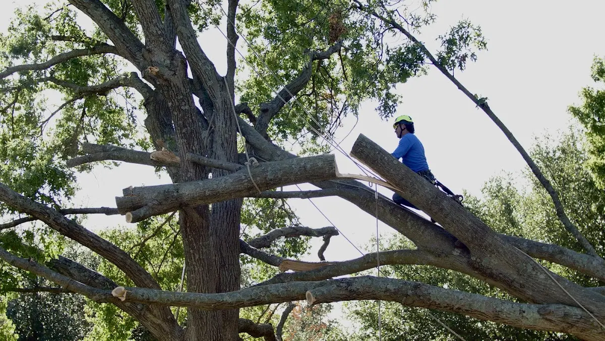 Professional Crown Thinning performed by certified arborists in Greens Farms