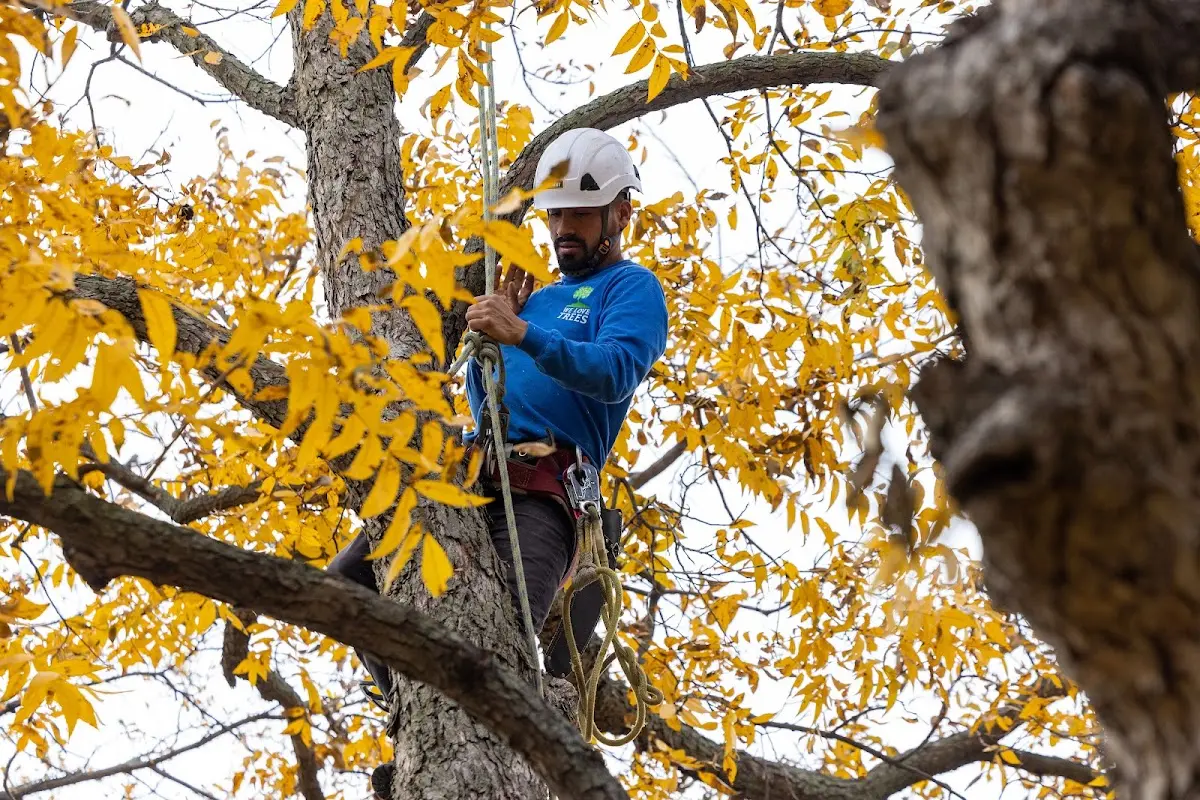 Skilled Tree Pruning crew working in Greens Farms