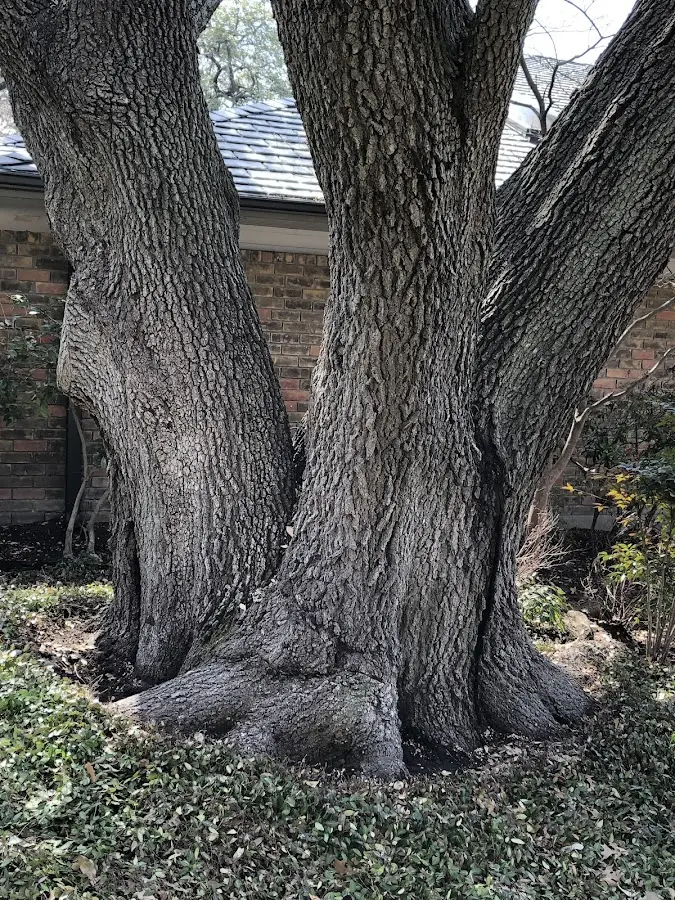Mature heritage tree close to a Greens Farms property cared for by certified arborists